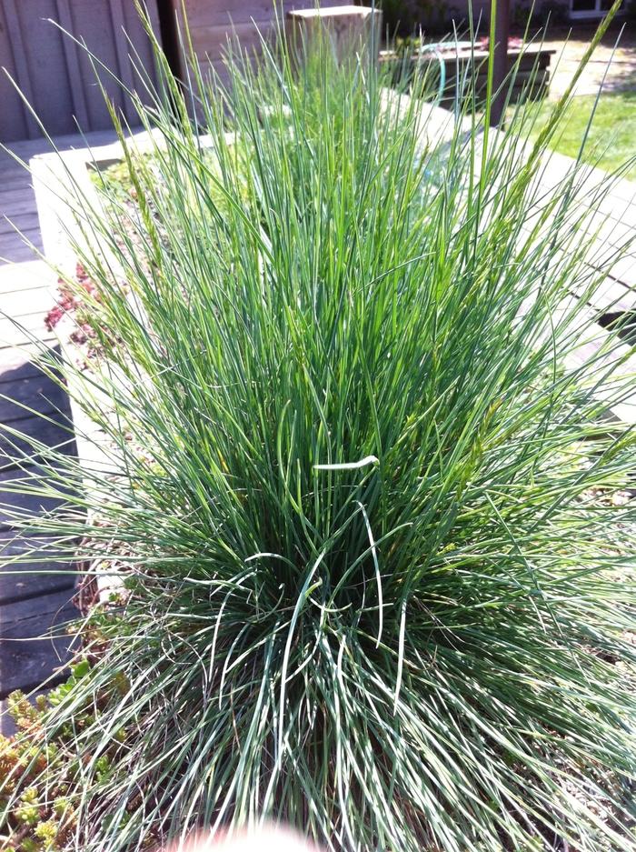 Festuca glauca Boulder Blue