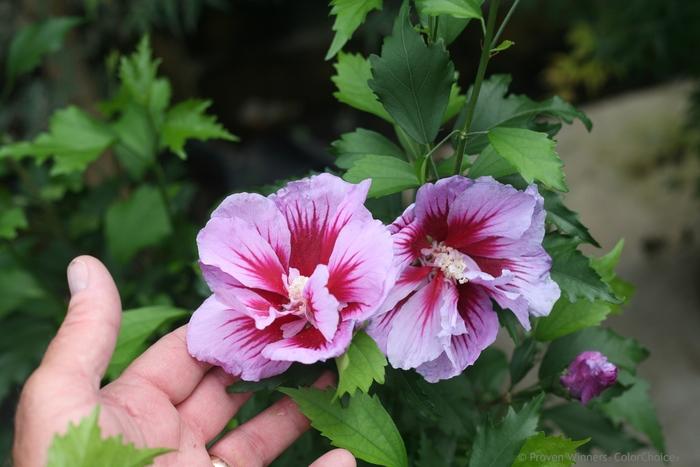 Hibiscus syriacus Purple Pillar