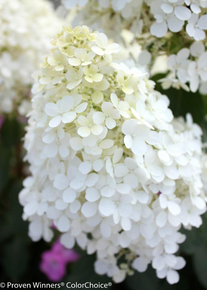 Hydrangea paniculata Bobo
