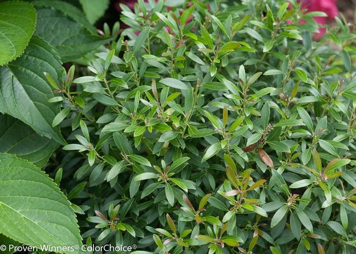 Ilex glabra Gem Box