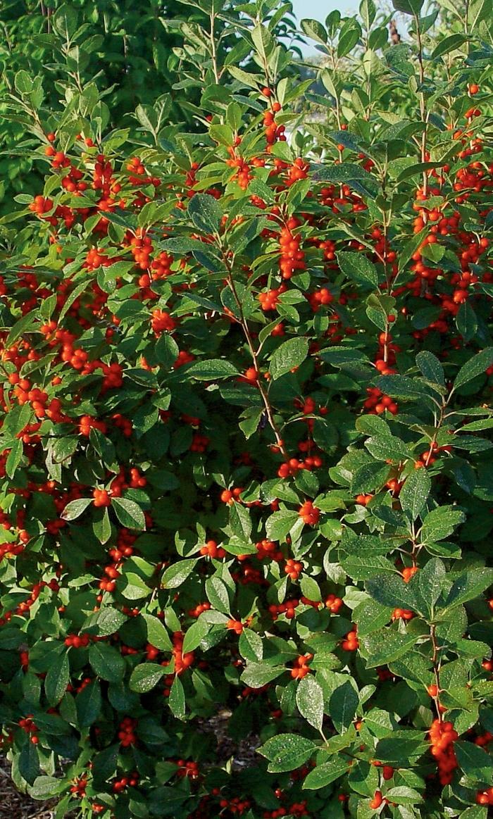 Ilex verticillata Berry Heavy M/F - PW