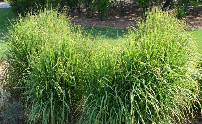 Miscanthus Purpurascens
