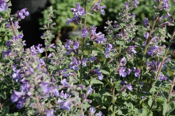 Nepeta fastenii Walker's Low