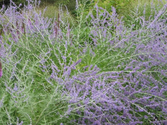 Perovskia atriplicifolia