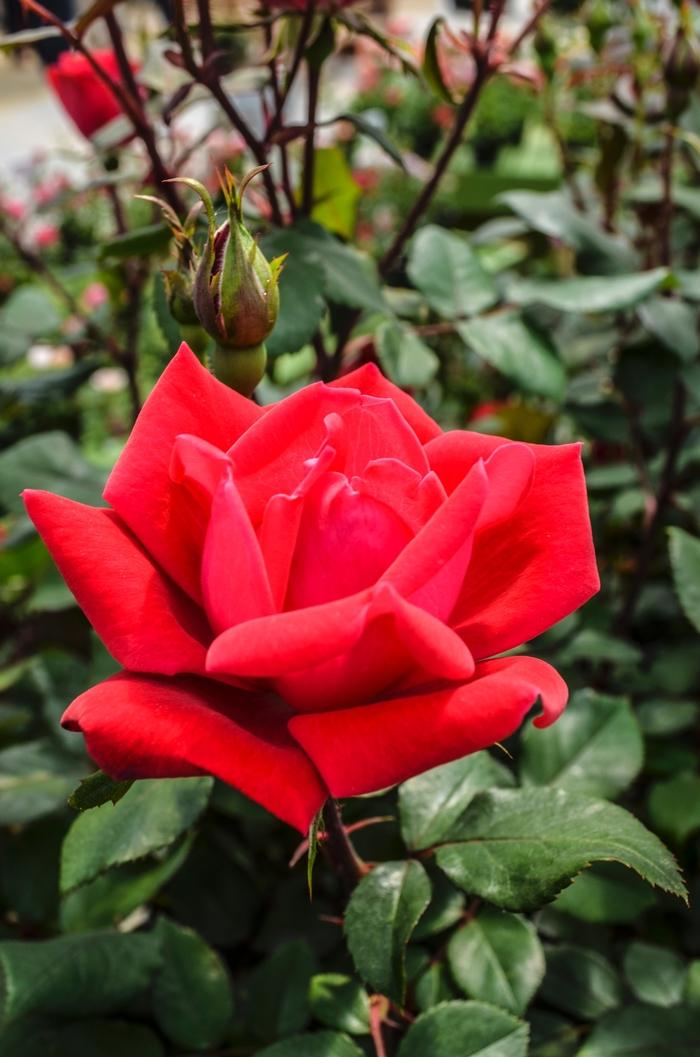 Rosa Double Red Knock Out Rose