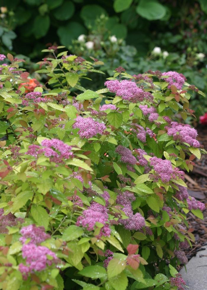 Spiraea x Double Play Big Bang
