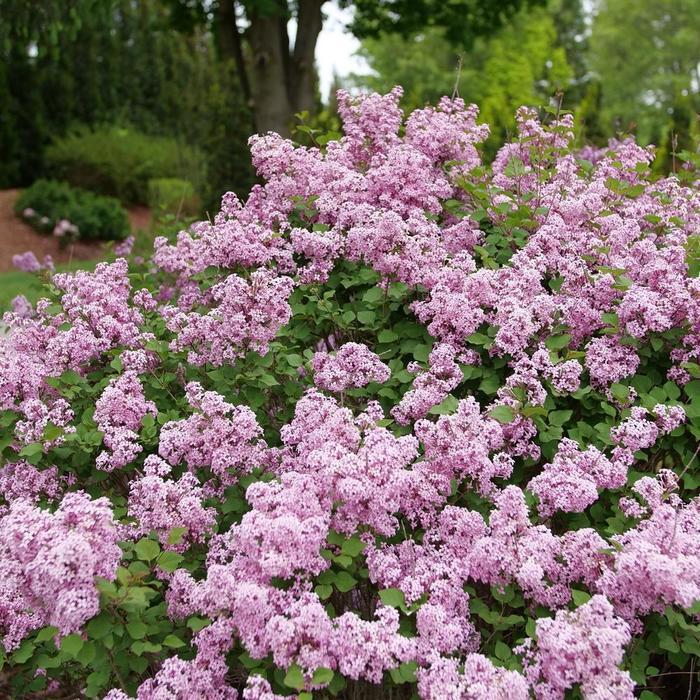 Syringa x pubescens Bloomerang® Purpink