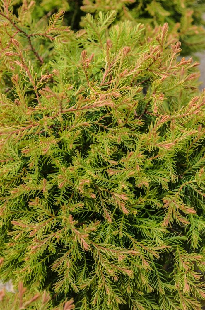 Thuja occidentalis Fire Chief