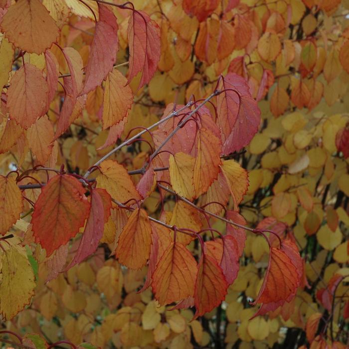 Viburnum dentatum Autumn Jazz