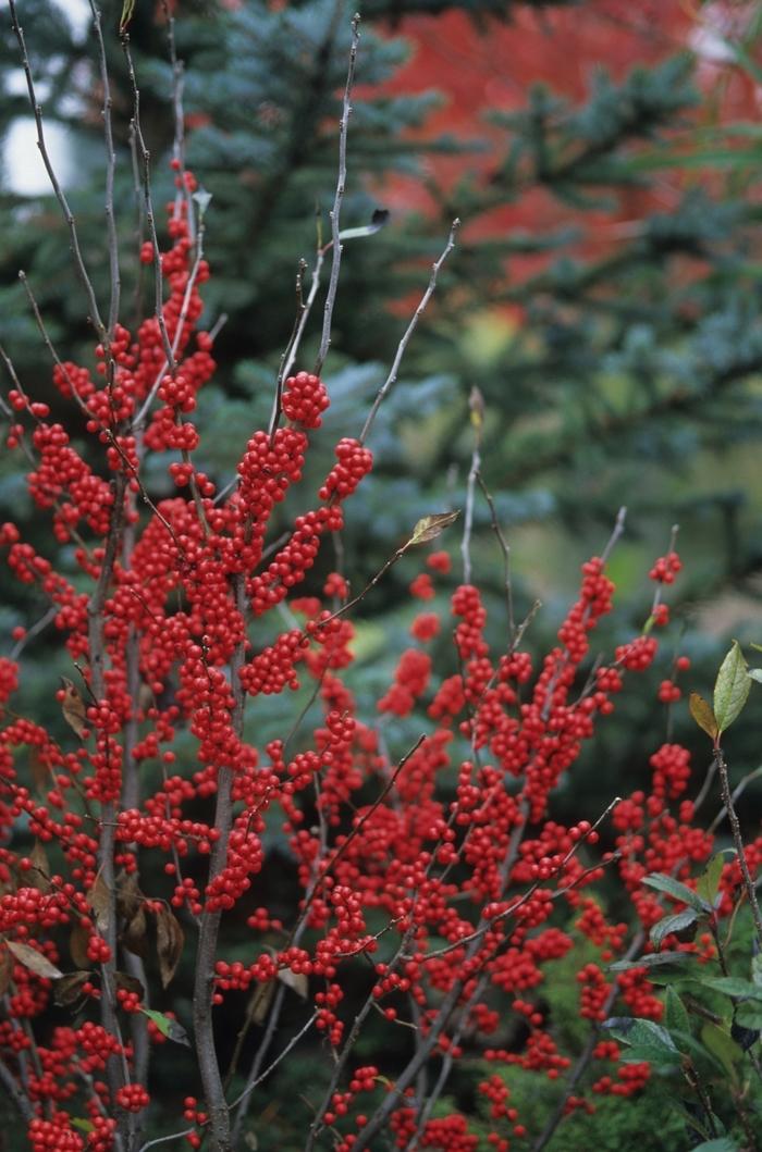 Ilex verticillata Winter Red M/F