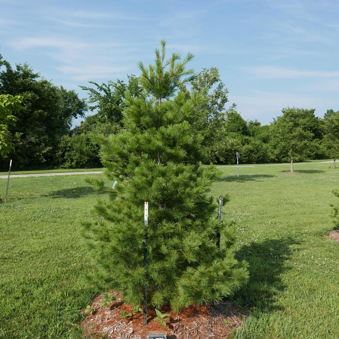 Pinus strobus
