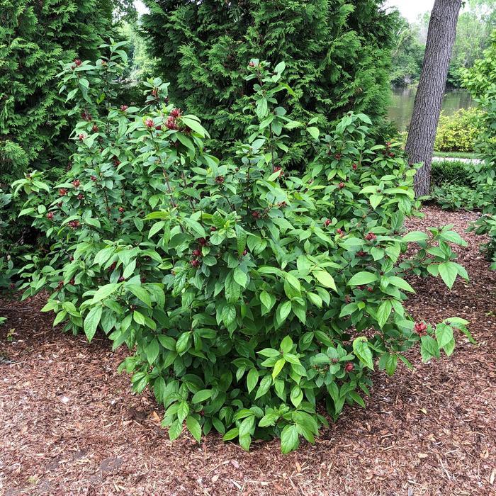 Calycanthus floridus Simply Scentsational