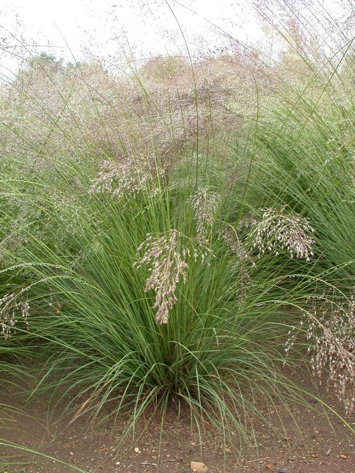 Sporobolus heterolepis