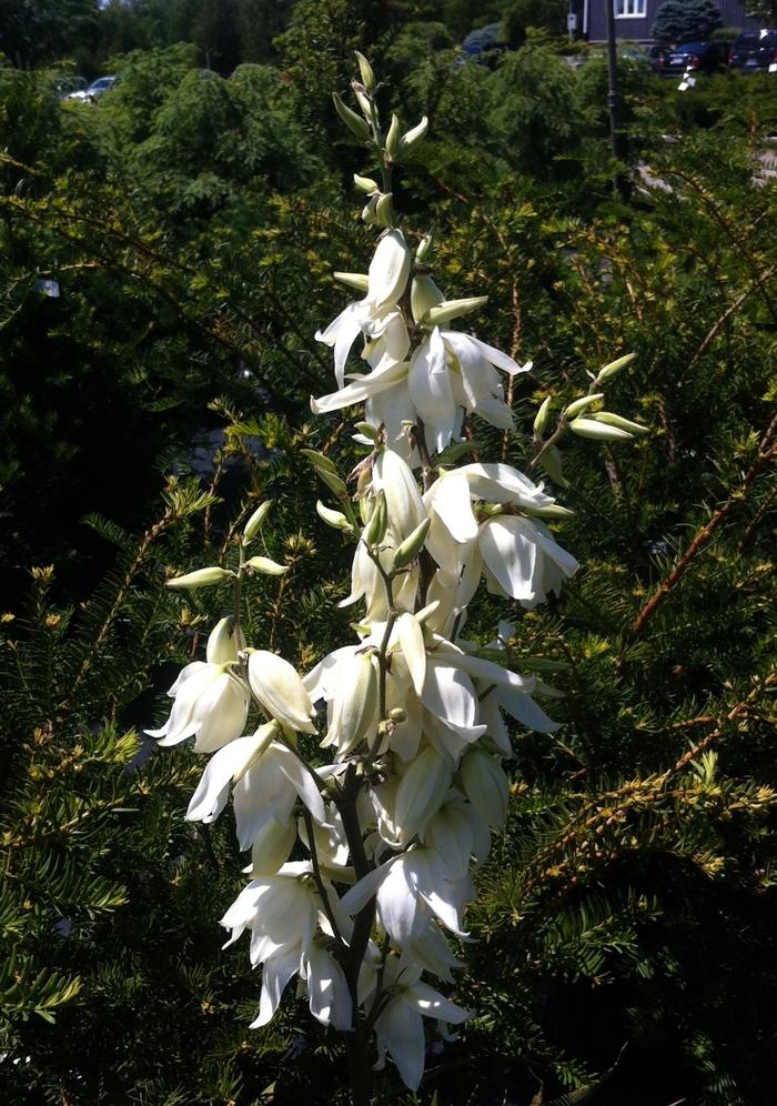 Yucca filamentosa Excalibur