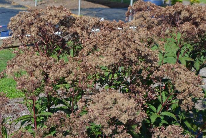 Eupatorium dubium Baby Joe