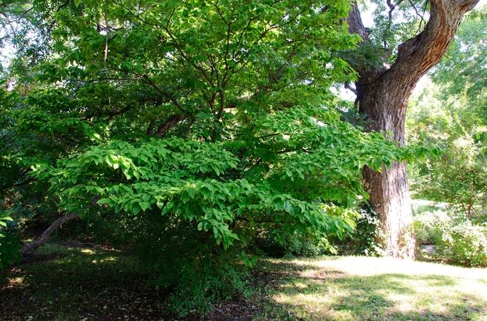 Cornus florida