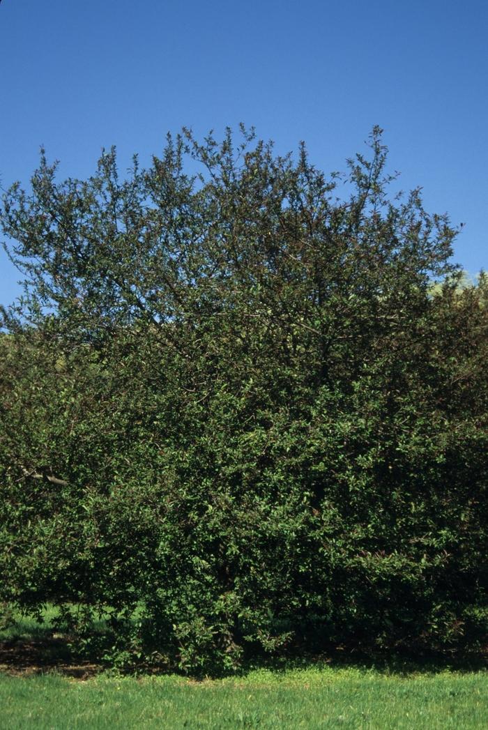 Malus Prairefire