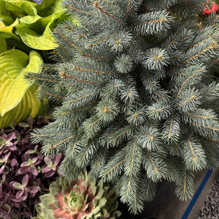 Picea pungens Baby Blue