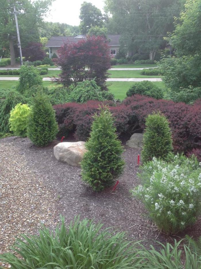 Thuja x plicata Junior Giant
