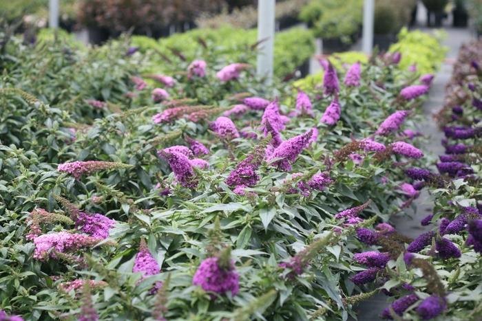 Buddleia x Pugster Periwinkle®