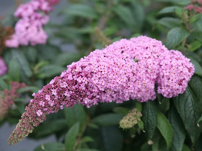 Buddleia Pugster Pink®