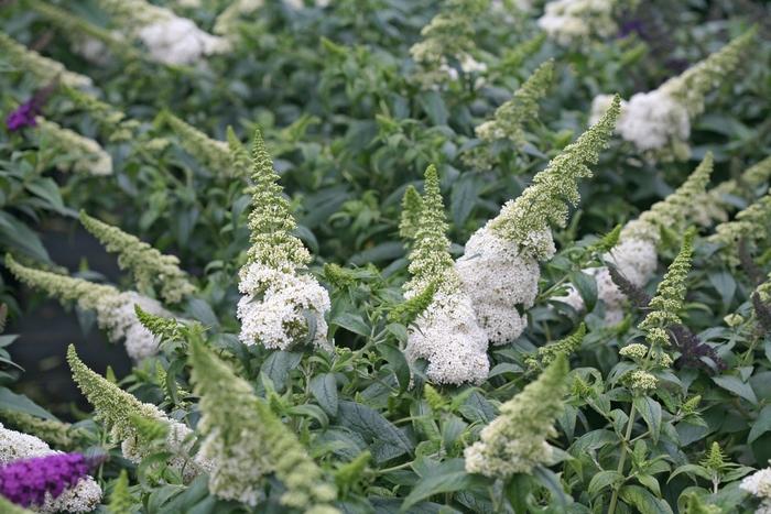 Buddleia x Pugster White®