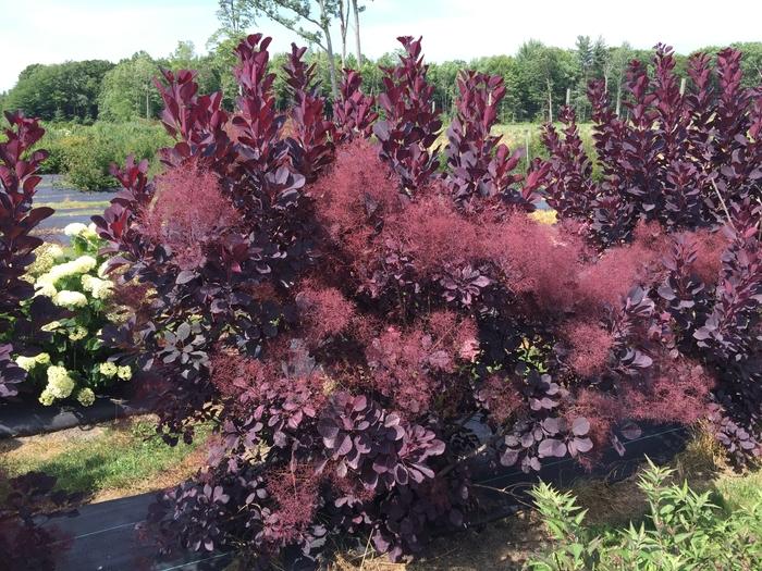 Cotinus coggygria Winecraft Black®