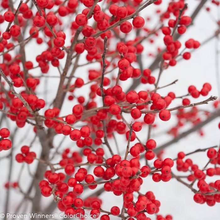Ilex verticillata Berry Poppins M/F - PW