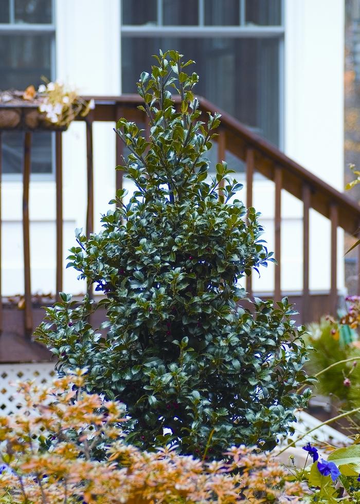 Ilex x meserveae M/F Castle Spire/Wall M/F - PW