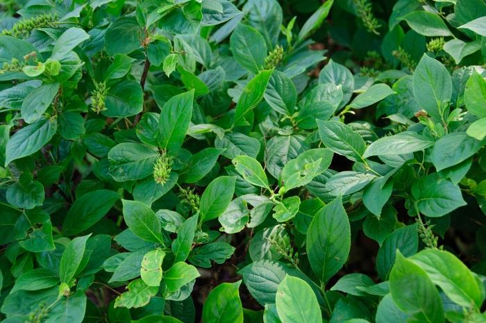Itea virginica Little Henry