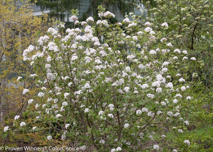 Viburnum carlesii Spice Girl®