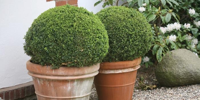 Buxus microphylla Sprinter®