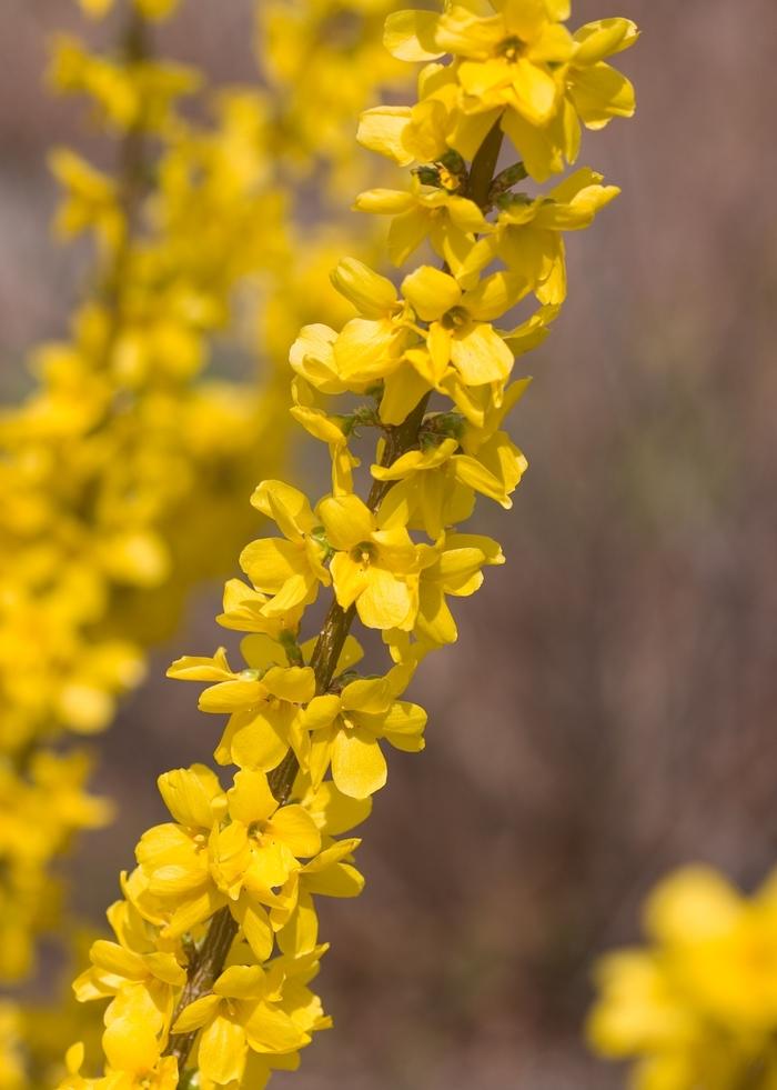Forsythia x intermedia Show Off Starlet