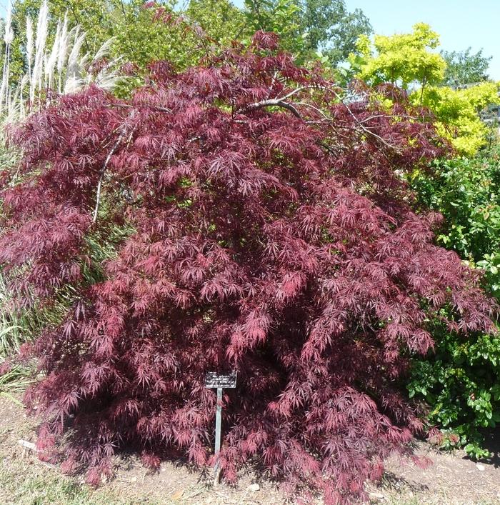 Acer palmatum var. dissectum Crimson Queen