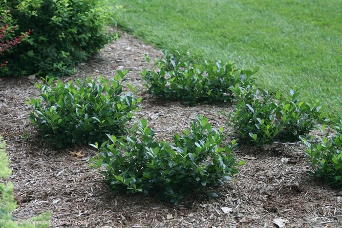 Aronia melanocarpa Low Scape Mound