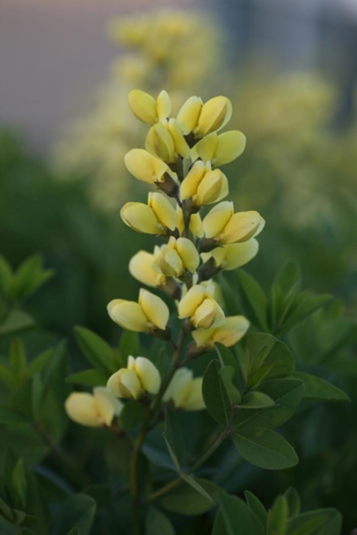 Baptisia Decadence Lemon Meringue