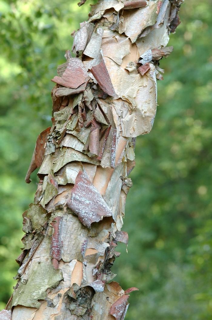 Betula nigra Heritage
