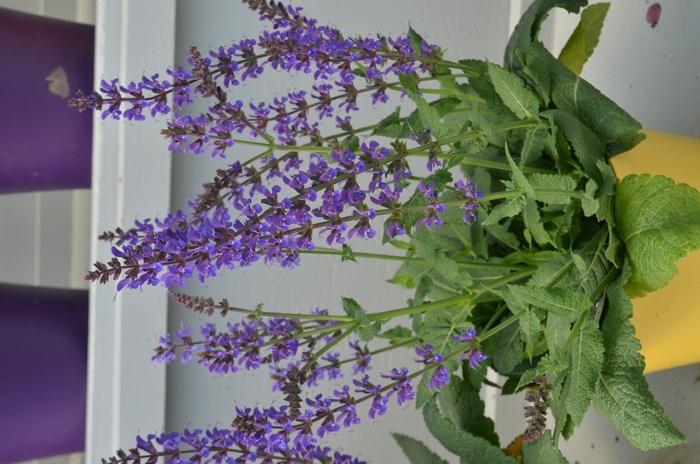 Salvia x Sylvestris May Night