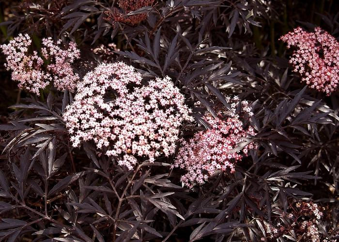 Sambucus nigra Black Lace