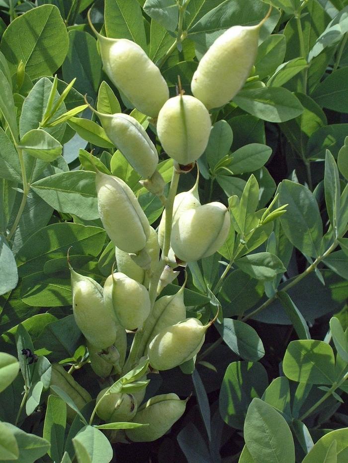 Baptisia australis