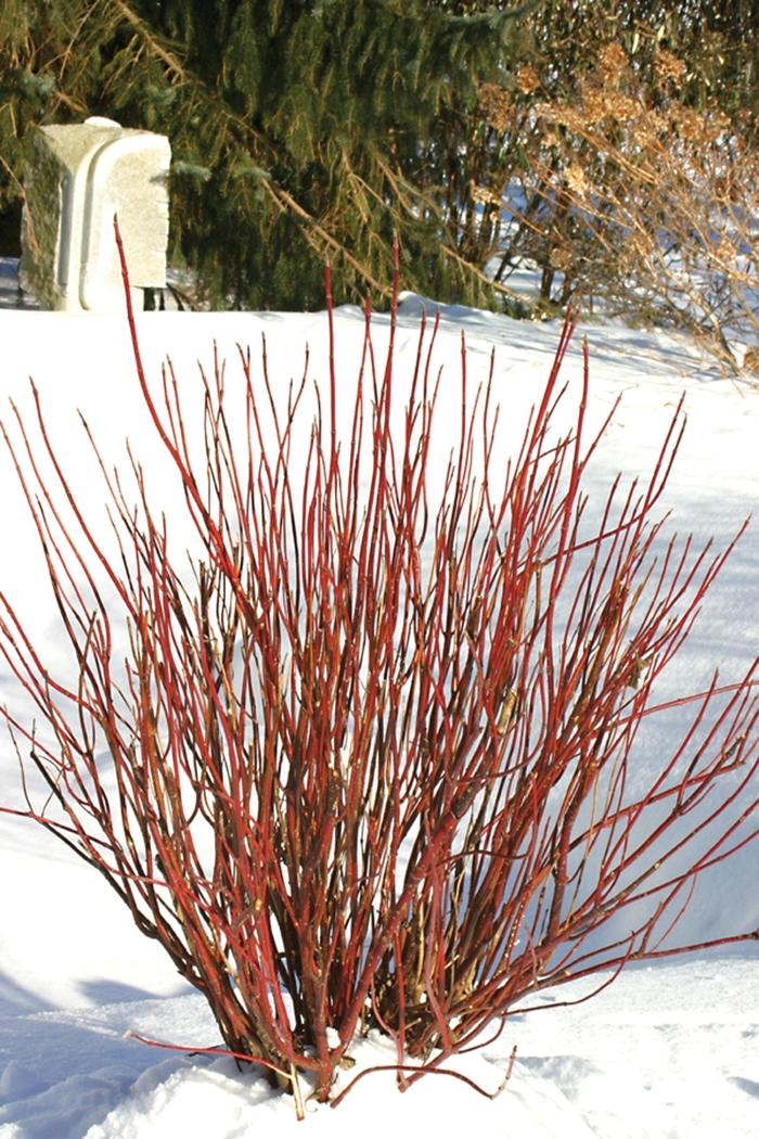 Cornus stolonifera Arctic Fire