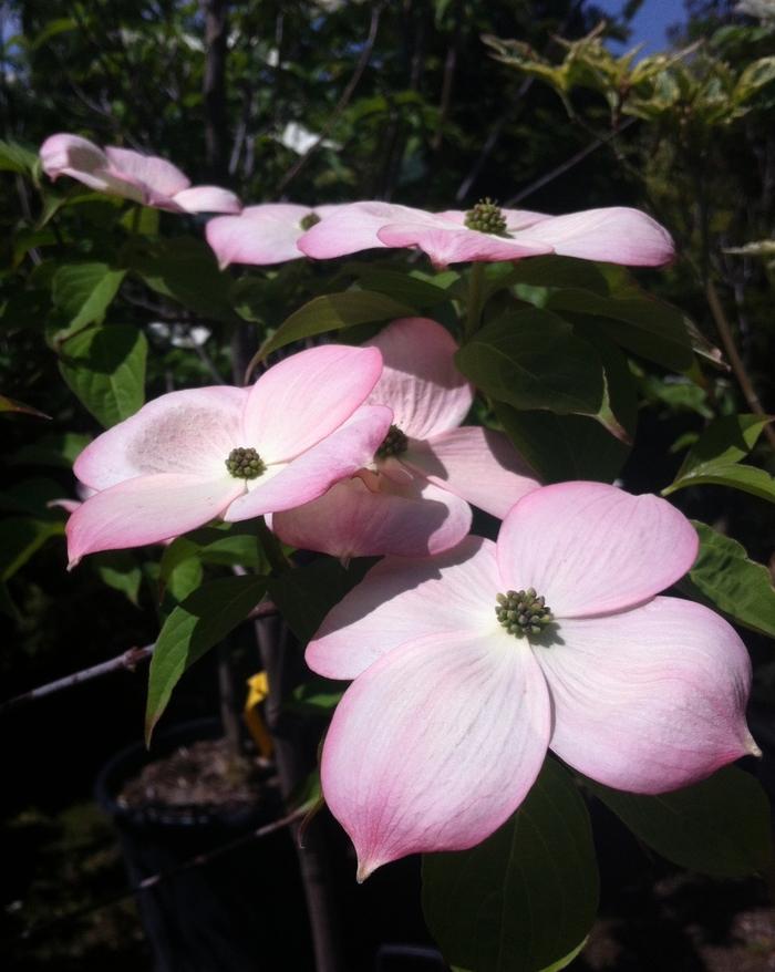 Cornus Stellar Pink