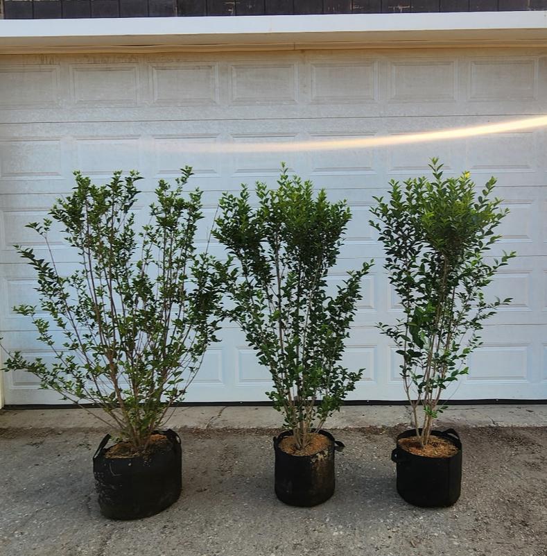 Ligustrum ovalifolium