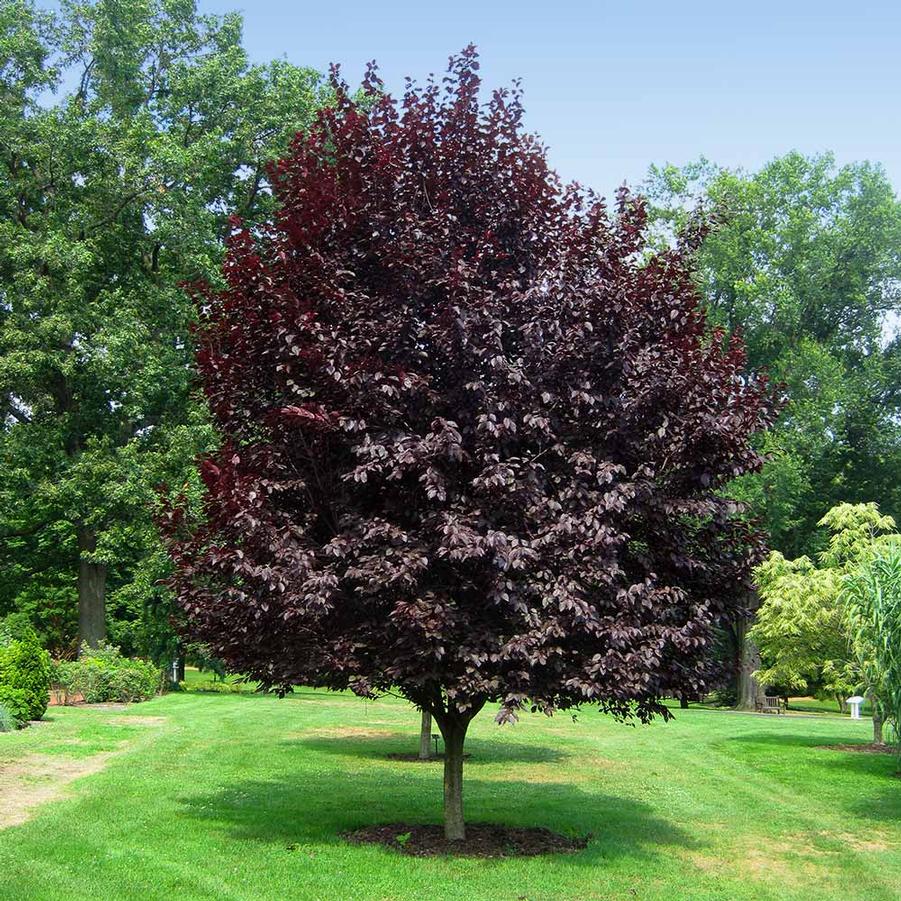 Prunus cerasifera Thundercloud
