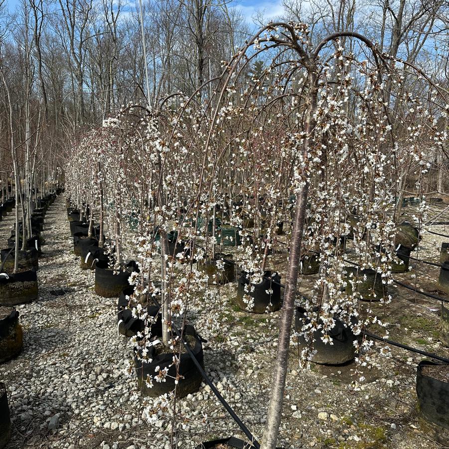 Prunus x Snow Fountains