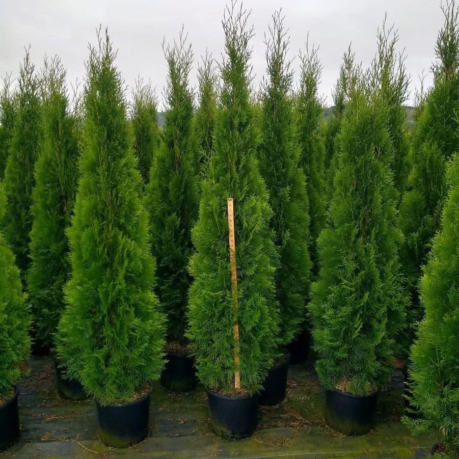 Thuja occidentalis Smaragd