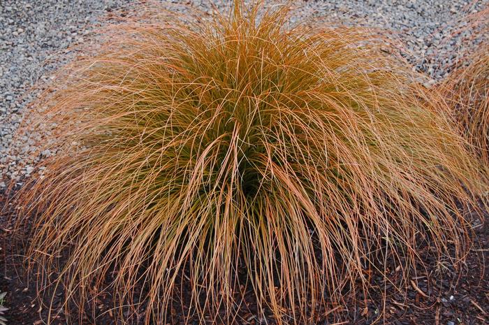 Carex glauca Blue Zinger