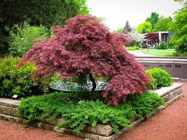 Acer palmatum var. dissectum Garnet