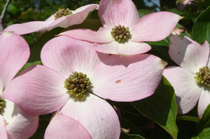 Cornus Stellar Pink