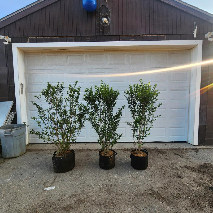 Ligustrum ovalifolium